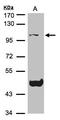 NLR Family Pyrin Domain Containing 3 antibody, LS-C185787, Lifespan Biosciences, Western Blot image 