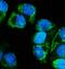 Mitogen-Activated Protein Kinase Kinase 5 antibody, A03980-3, Boster Biological Technology, Immunofluorescence image 