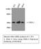 CAMP Responsive Element Binding Protein 1 antibody, STJ92463, St John