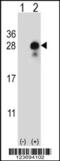 Delta Like Non-Canonical Notch Ligand 2 antibody, 63-748, ProSci, Western Blot image 