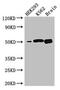 Butyrophilin Like 2 antibody, CSB-PA883443LA01HU, Cusabio, Western Blot image 