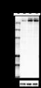 Inositol 1,4,5-Trisphosphate Receptor Type 1 antibody, 817703, BioLegend, Western Blot image 