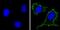 40S ribosomal protein SA antibody, MA5-12840, Invitrogen Antibodies, Immunofluorescence image 