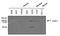 Signal Transducer And Activator Of Transcription 1 antibody, MA1-037, Invitrogen Antibodies, Western Blot image 