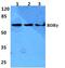 TOR antibody, GTX66742, GeneTex, Western Blot image 