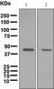 Perilipin-2 antibody, ab108323, Abcam, Western Blot image 