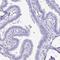 Gastrokine 1 antibody, HPA047684, Atlas Antibodies, Immunohistochemistry frozen image 