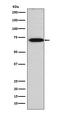 Tripartite Motif Containing 29 antibody, M04472-2, Boster Biological Technology, Western Blot image 