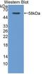 Calpain small subunit 1 antibody, LS-C373338, Lifespan Biosciences, Western Blot image 