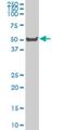 Heat Shock Transcription Factor Family, X-Linked 2 antibody, H00051402-M02, Novus Biologicals, Western Blot image 