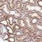 Translocase Of Inner Mitochondrial Membrane 10B antibody, NBP2-14031, Novus Biologicals, Immunohistochemistry frozen image 