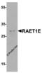 Retinoic Acid Early Transcript 1E antibody, 8193, ProSci Inc, Western Blot image 