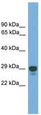 Paired Related Homeobox 2 antibody, TA344557, Origene, Western Blot image 