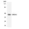 Olfactory Receptor Family 8 Subfamily S Member 1 antibody, LS-C200433, Lifespan Biosciences, Western Blot image 