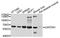 Gapds antibody, A10471, ABclonal Technology, Western Blot image 