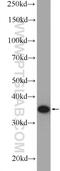 Ubiquitin Recognition Factor In ER Associated Degradation 1 antibody, 10615-1-AP, Proteintech Group, Western Blot image 