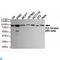 Phosphoinositide-3-Kinase Regulatory Subunit 2 antibody, LS-C813085, Lifespan Biosciences, Western Blot image 