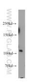 Phosphatidylinositol-4,5-Bisphosphate 3-Kinase Catalytic Subunit Alpha antibody, 21890-1-AP, Proteintech Group, Western Blot image 