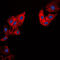 Collagen Type V Alpha 1 Chain antibody, GTX56153, GeneTex, Immunofluorescence image 