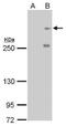 Centromere Protein F antibody, 3320, QED Bioscience, Western Blot image 