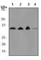Prohibitin antibody, ab75766, Abcam, Western Blot image 