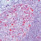 Cyclin A2 antibody, LS-C88686, Lifespan Biosciences, Immunohistochemistry paraffin image 