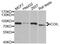 Coilin antibody, abx004921, Abbexa, Western Blot image 