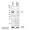 Apoptosis Inducing Factor Mitochondria Associated 1 antibody, NBP2-27177, Novus Biologicals, Western Blot image 