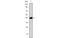 CD247 Molecule antibody, MBS831001, MyBioSource, Western Blot image 