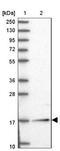 NudC Domain Containing 2 antibody, NBP1-84118, Novus Biologicals, Western Blot image 
