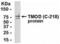 E-Tmod antibody, XW-7986, ProSci, Western Blot image 