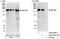 Aquarius Intron-Binding Spliceosomal Factor antibody, A302-547A, Bethyl Labs, Western Blot image 