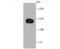 Complement Factor H antibody, A00562-1, Boster Biological Technology, Western Blot image 