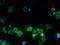 Solute Carrier Family 38 Member 2 antibody, A60994-100, Epigentek, Immunofluorescence image 