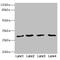 Ring Finger And CHY Zinc Finger Domain Containing 1 antibody, LS-C676375, Lifespan Biosciences, Western Blot image 