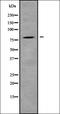 Interleukin-31 receptor subunit alpha antibody, orb336299, Biorbyt, Western Blot image 