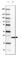 Transgelin 3 antibody, HPA062620, Atlas Antibodies, Western Blot image 
