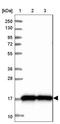 Canopy FGF Signaling Regulator 2 antibody, NBP1-91799, Novus Biologicals, Western Blot image 