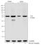 LYN Proto-Oncogene, Src Family Tyrosine Kinase antibody, 720013, Invitrogen Antibodies, Western Blot image 