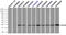 Crystallin Alpha B antibody, LS-B12857, Lifespan Biosciences, Immunoprecipitation image 