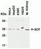 KIT Ligand antibody, NBP1-77030, Novus Biologicals, Western Blot image 