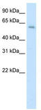 Apoptosis Antagonizing Transcription Factor antibody, TA343684, Origene, Western Blot image 