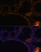 Mucin 2, Oligomeric Mucus/Gel-Forming antibody, 15-657, ProSci, Immunofluorescence image 