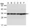 Tyrosine 3-Monooxygenase/Tryptophan 5-Monooxygenase Activation Protein Beta antibody, LS-B4792, Lifespan Biosciences, Western Blot image 
