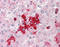 Olfactomedin 4 antibody, TA317103, Origene, Immunohistochemistry paraffin image 