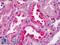 Apolipoprotein A1 antibody, LS-B2097, Lifespan Biosciences, Immunohistochemistry paraffin image 