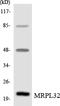 Mitochondrial Ribosomal Protein L14 antibody, LS-C200217, Lifespan Biosciences, Western Blot image 