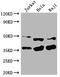 NFKB Inhibitor Alpha antibody, CSB-PA015761LA01HU, Cusabio, Western Blot image 