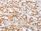 Calcium/Calmodulin Dependent Protein Kinase IV antibody, CSB-PA223262, Cusabio, Immunohistochemistry frozen image 