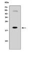 Interleukin 7 antibody, PA1467, Boster Biological Technology, Western Blot image 